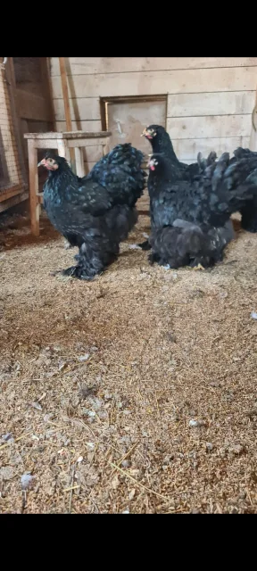 ����. ����