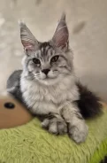 ����-���. ����