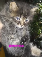 �����. ����