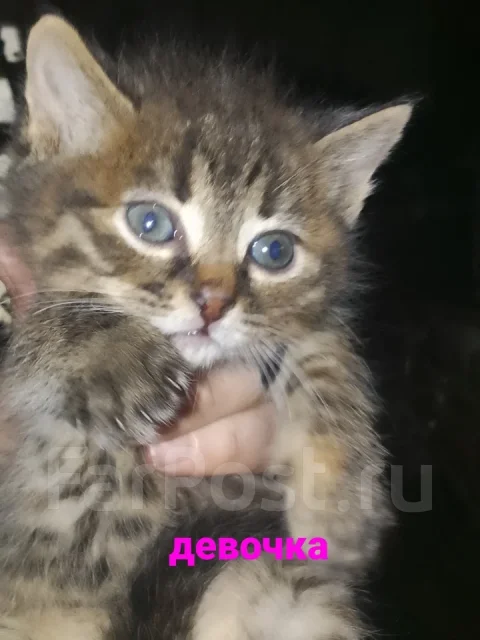 �����. ����