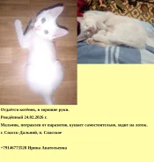 �����. ����