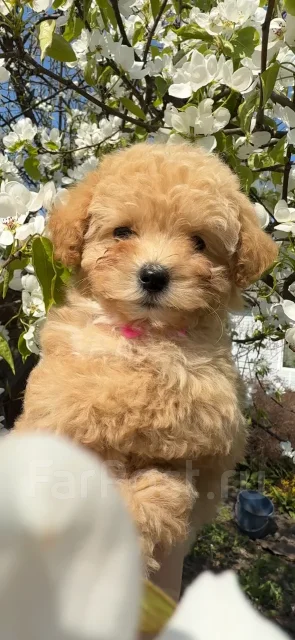 �����. ����