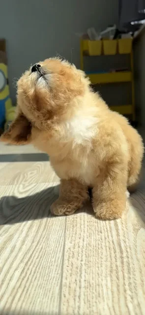 �����. ����