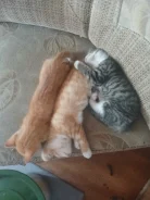 �����. ����