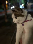 �����. ����