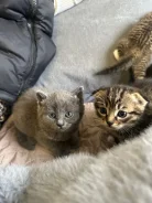 �����. ����
