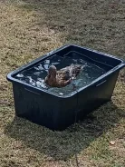 ����. ����