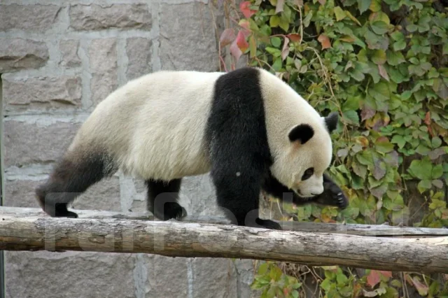 �����. ������������� ���. ������� ������������� ��� � �����. ��������� �������. ����