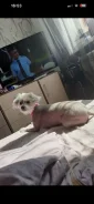 ������� ������ ����