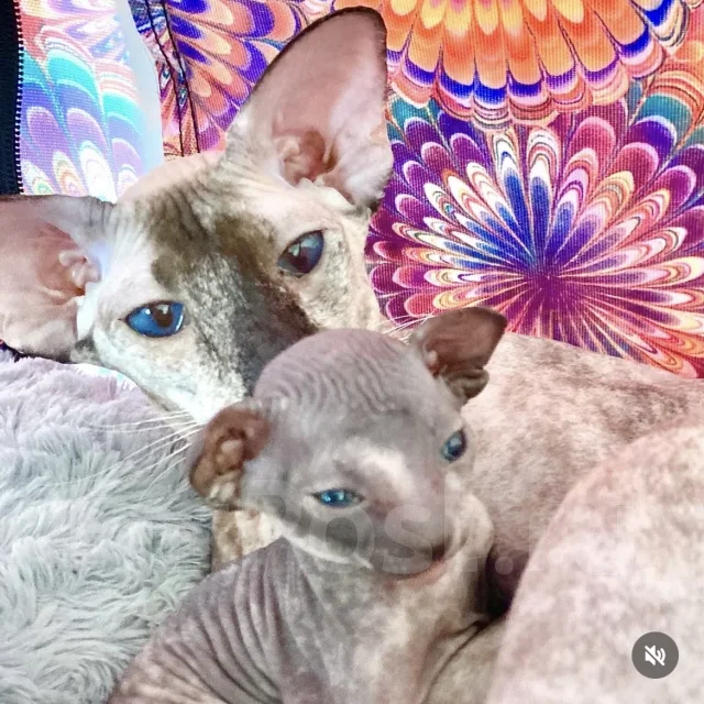 ���������. ����