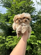 ��������. ��� ����� �� ���������� ����