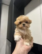 ��������. ��� ����� �� ���������� ����