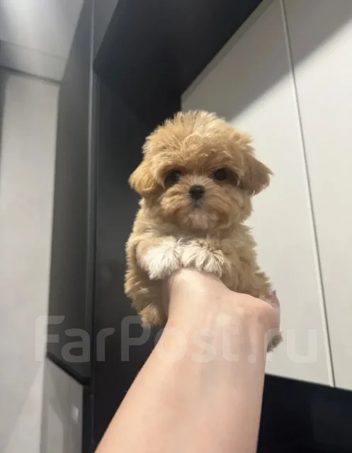 ��������. ��� ����� �� ���������� ����