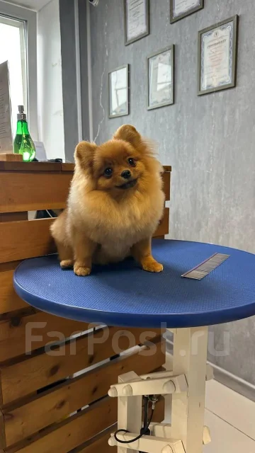 ����. ����