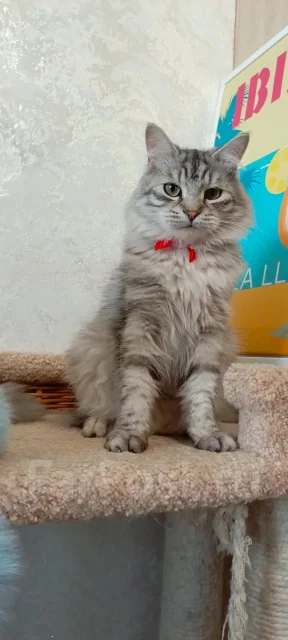 ��������� �����. ����