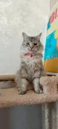 ��������� �����. ����
