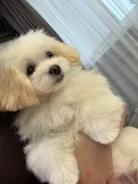 ����������� ������������ �������. ����
