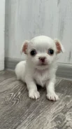 ��������. ����