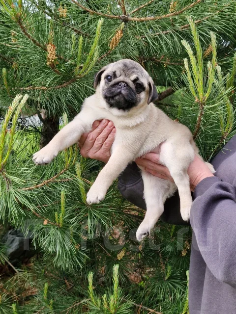 ����. ����