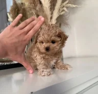 ��������. ��� ����� �� ���������� ����