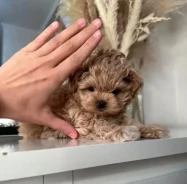 ��������. ��� ����� �� ���������� ����