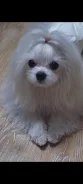 ����������� �������. ����