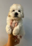 ��������. ����