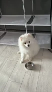 ����. ����