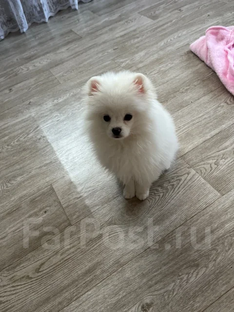 ����. ����