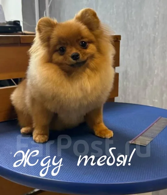 ����. ����