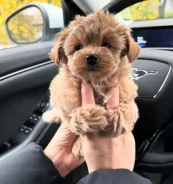 ��������. ����