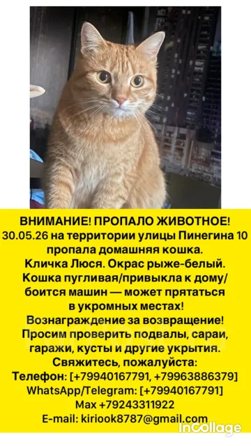 �����. ����