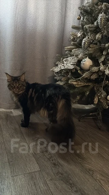 ����-���. ����