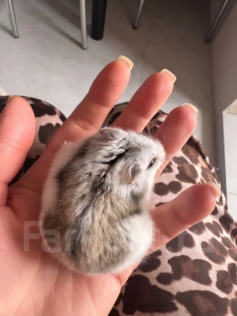 ������. ����