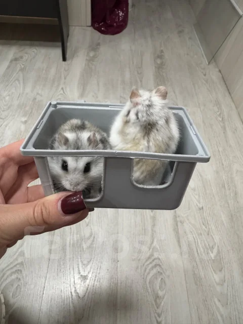 ������. ����