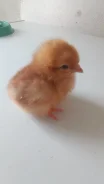 ����. ����