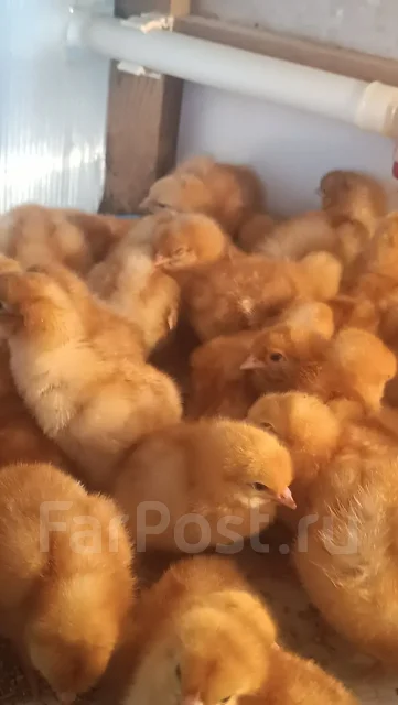����. ����