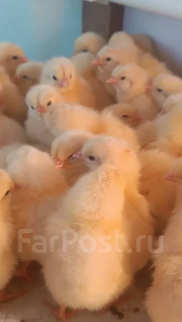 ����. ����