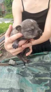 ����� ����