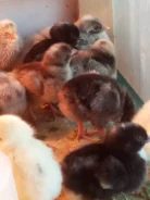 ����. ����