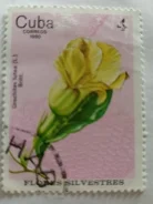 ����� ���� 1980 � ����� Flores Silvestres ����