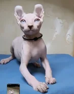 ��������� ������. ����