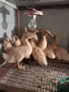 ����. ����