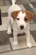 ����-������-������. ����