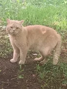 �����. ����