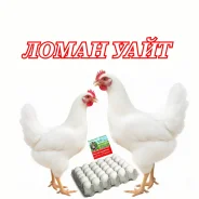 ����. ����