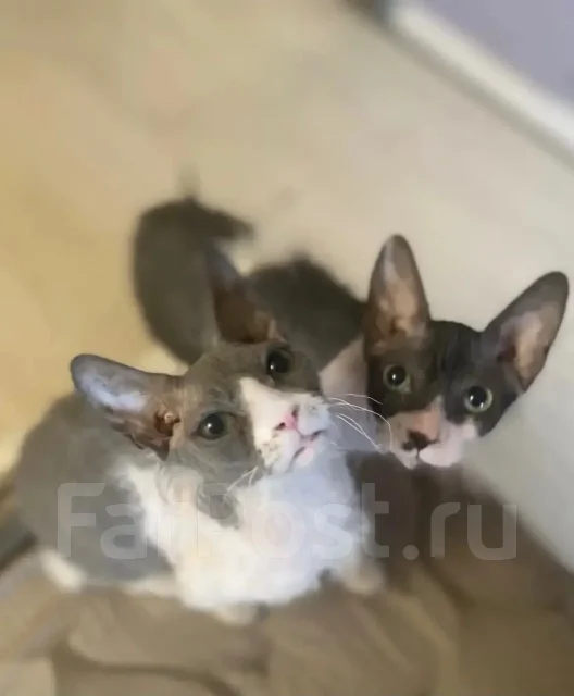 ������. ����