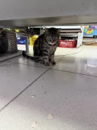 �����. ����