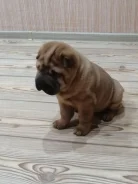 ������. ����