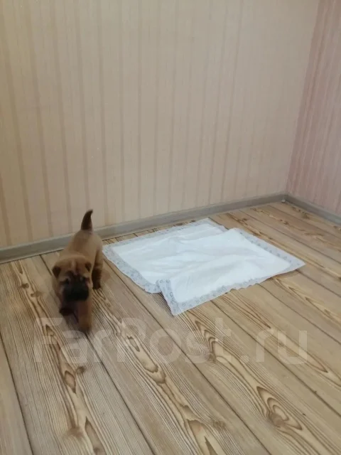 ������. ����